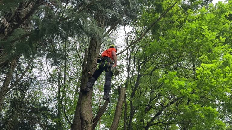 Trusted Fort Atkinson, WI Tree Services Experts