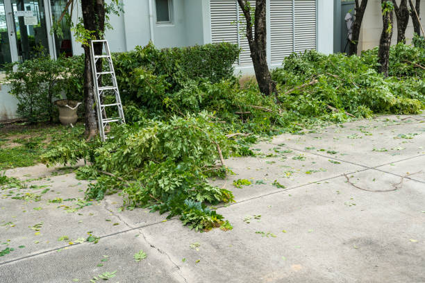 Tree and Shrub Care in Fort Atkinson, WI